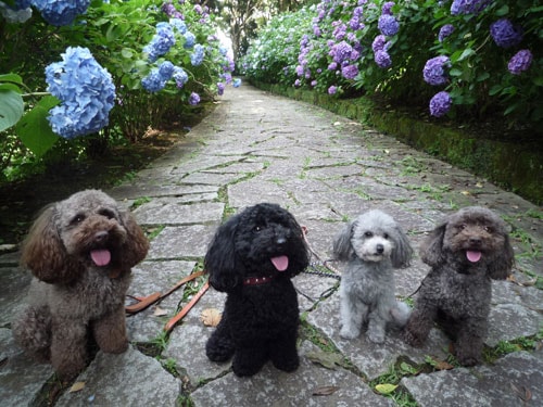 ペットと泊まれる貸切天然温泉の宿 マーフィ - サムネイル画像 1