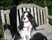 伊豆高原温泉 ペットと泊まれる全室専用露天風呂付 別邸 石の家 - サムネイル画像 1